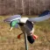 Mojo outdoors Tavi Decoy