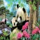Educa Orsi Panda Puzzle 1000 pezzi