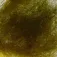 Baetis Seal 더빙