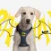 Dc comics Arnês para cães Batman