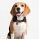 Marvel Collar para perro Marvel