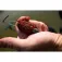 Sonubaits Esquer Pro Robin Red 900g