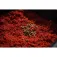 Sonubaits Pro Robin Red groundbait 900g