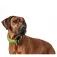 Hunter pet Collar para perro Hilo Vario Basic M-L