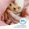 Beaphar Care+ 700g Hamsterfutter
