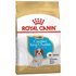 Royal canin Cavalier King Charles Szczeniak 1.5kg Pies Żywność