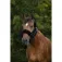 Equitheme Protector de cabezada Teddy