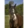 Equitheme Training Fliegenmaske