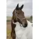 Equitheme Cabrestro Nylon Adjustable