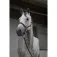 Equitheme Cavezza e lunghina Satin