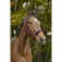 Equitheme Cavezza e lunghina Satin