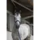 Equitheme Licol et longe Satin