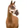 Equitheme Cabezada de cuadra Teddy