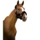 Equitheme Teddy 굴레