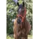 Norton equestrian Capezza Lined Double