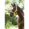 Norton equestrian Capezza Lined Double