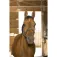 Norton equestrian Capezza Reflective