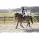 Equitheme Pro Series Piaffer 여성 조끼