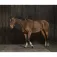 Norton equestrian Extensor macio