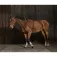 Norton equestrian Extensor macio