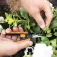 Fiskars MicroTip Solid SP13 havesaks