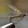 Baetis Drowned Flyve