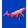 Kruskis Moletom com capuz Whale Two-Colour