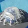 Gre Robot netejafons Wet Runner Plus