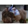 Equitheme Orejeras para caballo Denim