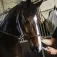 Naf equine Comida complementaria Instant Magic X3