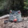 Yy vertical Grey Cat kridtpose