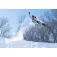Now Fridge snowboardbindingen