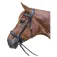 Star Capezza Bitless