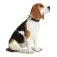 Hunter pet Collier de chien Basic Alu-Strong