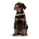 Hunter pet Collare per cani Basic Alu-Strong