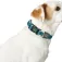 Hunter pet Collier de chien Basic Hilo