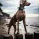 Hunter pet Collare per cani Plus Thread