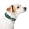 Hunter pet Collar para perro Vario Basic Hilos
