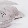 Atmosphera Coussin Cat