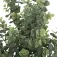 Atmosphera Eucalyptus Kunstbloem