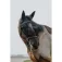 Equitheme Mask 굴레