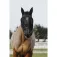 Equitheme Mask halster