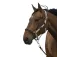 Equitheme Chevron Nylon 굴레