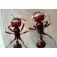 Celestron Microscopio Digital MicroDirect 1080p HD