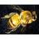 Celestron Digital MicroDirect 1080p HD microscoop