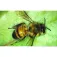 Celestron Microscope Digital MicroDirect 1080p HD