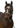 Equitheme Check Nylon halter