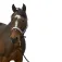 Equitheme Check Nylon 굴레