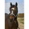 Equitheme Check Nylon riimu