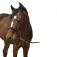 Equitheme Cabeçada Strass Nylon